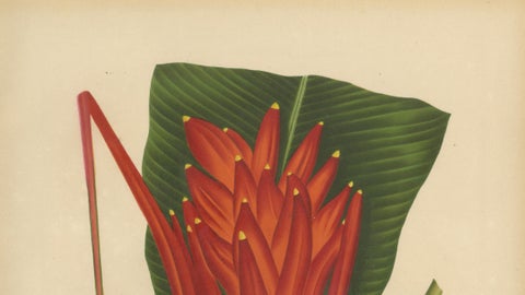 Antique Red Heliconia Botanical Chromolithograph by Hoola van Nooten, c. 1880, close-up 2