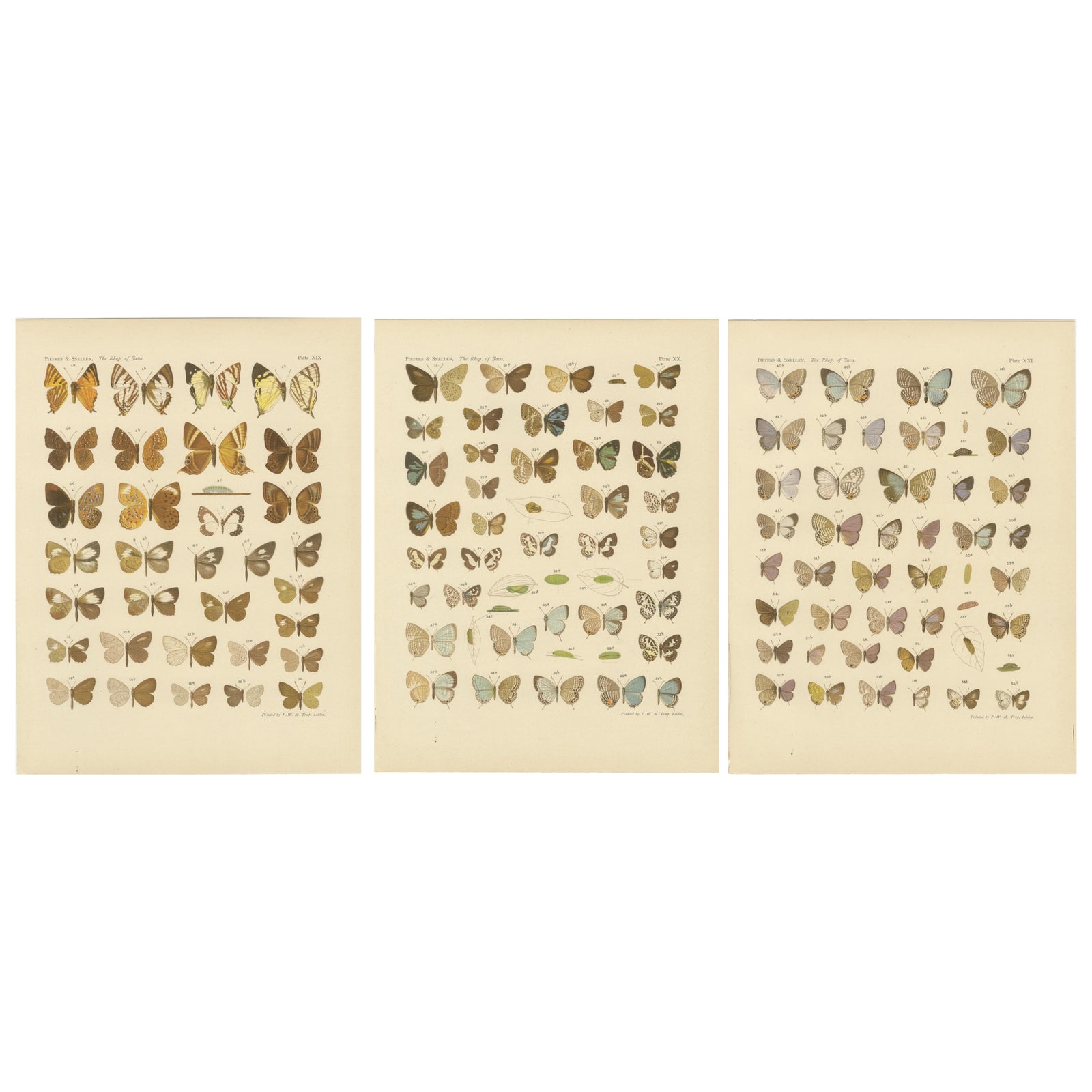 Javanese Butterflies, Three Antique Chromolithograph Plates, Java 1908 to 1910