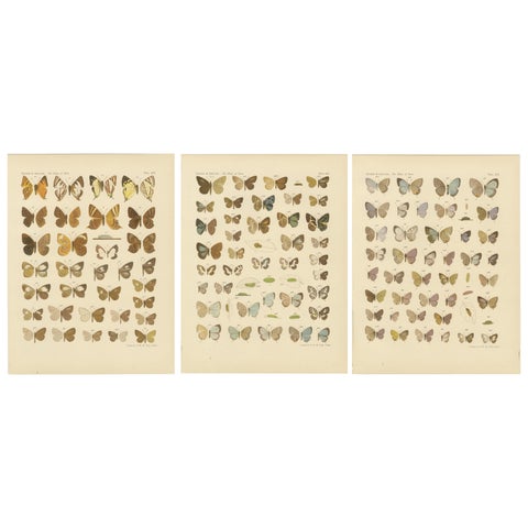 Javanese Butterflies, Three Antique Chromolithograph Plates, Java 1908 to 1910