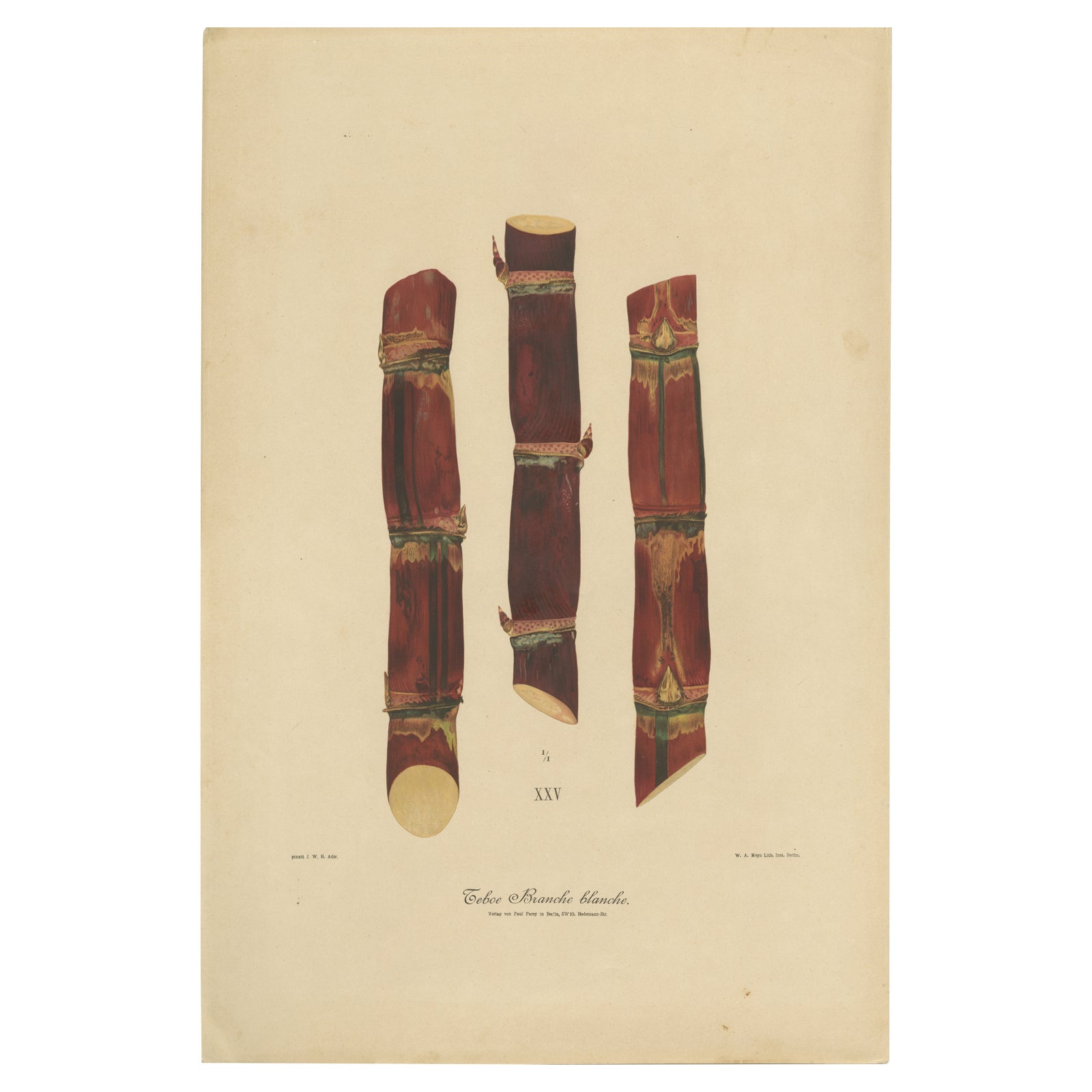 Antique Sugarcane Chromolithograph, Teboe Branche blanche, Java 1892