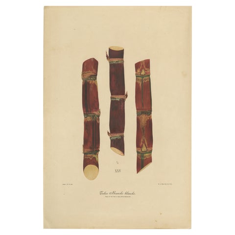 Antique Sugarcane Chromolithograph, Teboe Branche blanche, Java 1892