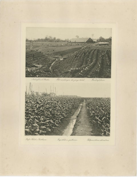 Sumatra Tobacco Cultivation & Drying Barns, Deli Estates Photographic Pair 1910, view 2