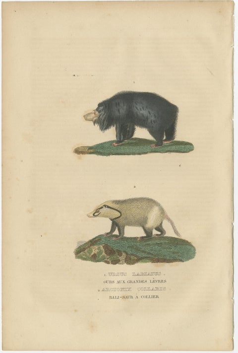 Old Hand-Colored Print of a Big Lipped Bear and Bali-Collared Soar or Hog Badger, view 2