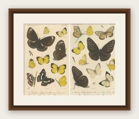 Antique Butterfly Prints (Set of 2), Sumatra Lepidoptera c.1887, shown framed
