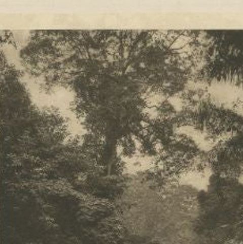 Antique Print of the Jungle and Sungai Belawan River by Kleingrothe, c.1910, close-up 1
