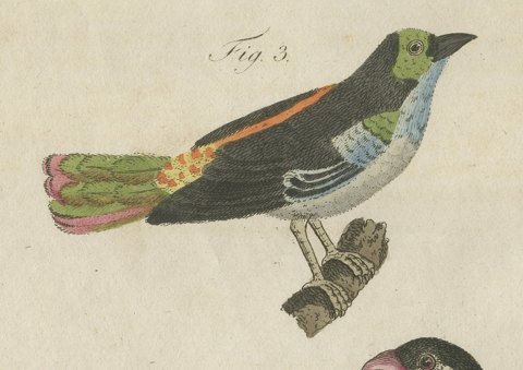 Tanagers and Java Sparrow Songbirds, Antique Bertuch Print, circa 1805, close-up 4