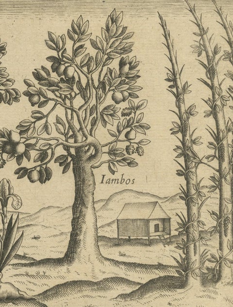 Exotic Flora of the Indies: The Cajus and Jambos Trees Copper Engraved in 1601, close-up 5