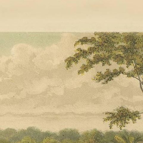 Antique Print of a Rice Field on Java by M.T.H. Perelaer, 1888, close-up 1