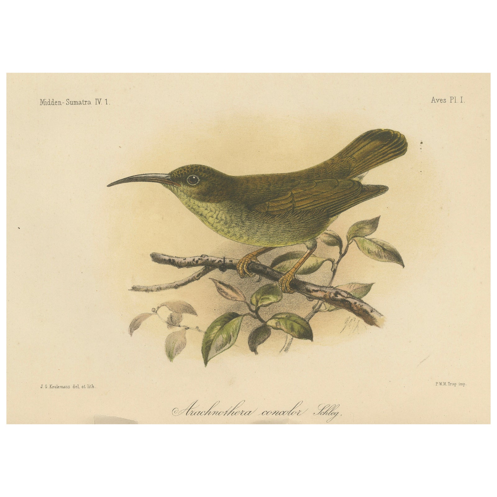 Antique Lithograph of Plain-colored Spiderhunter by Keulemans, Sumatra c.1887