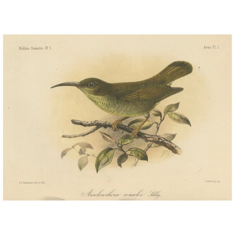 Antique Lithograph of Plain-colored Spiderhunter by Keulemans, Sumatra c.1887
