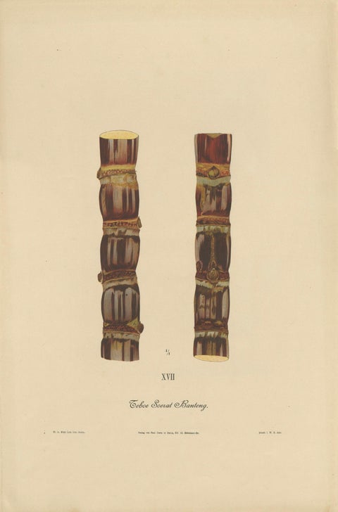 Antique Sugarcane Chromolithograph, Teboe Soerat Banteng, Java 1892, close-up 1