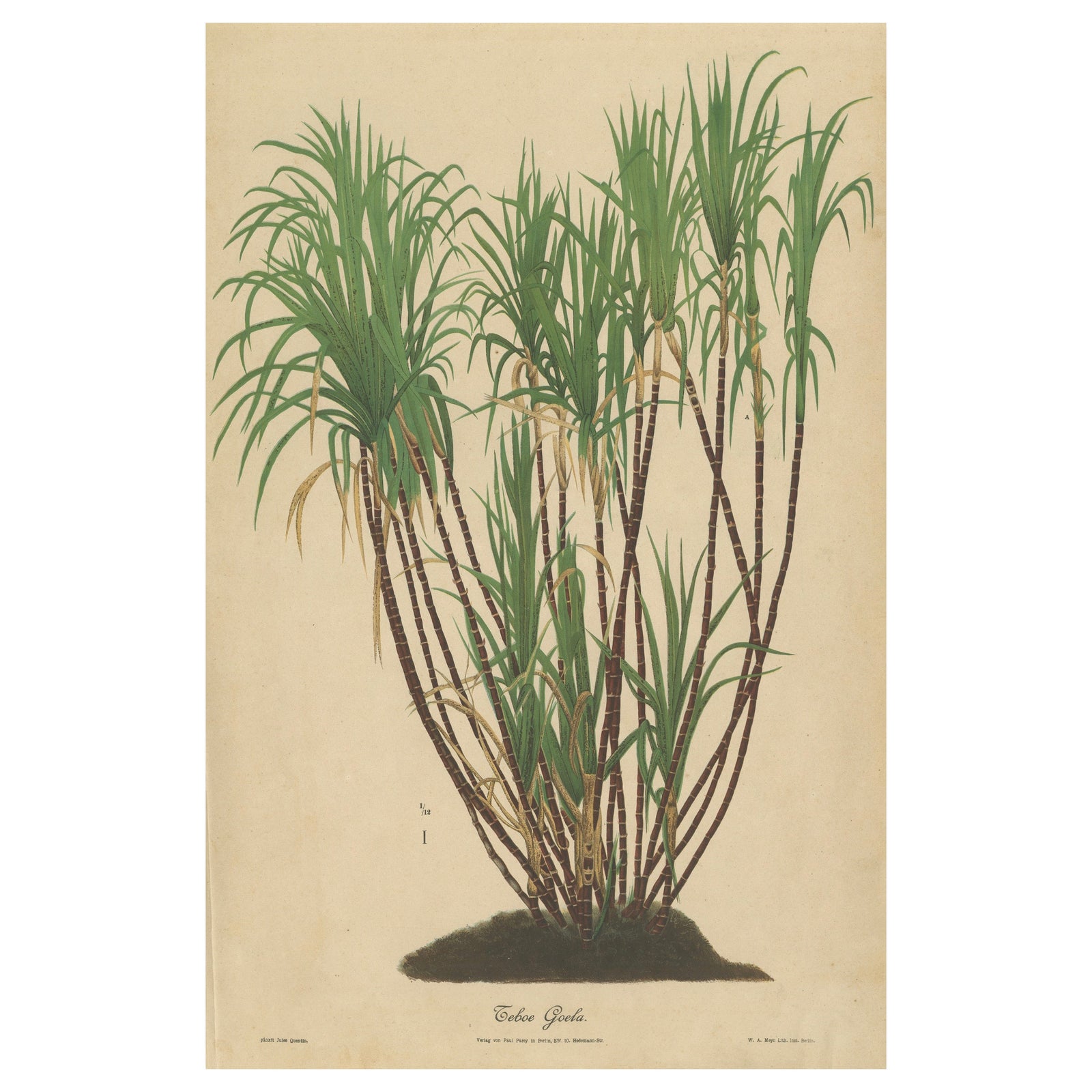 Antique Sugarcane Chromolithograph, Teboe Goela Java, Meyn after Soltwedel 1892
