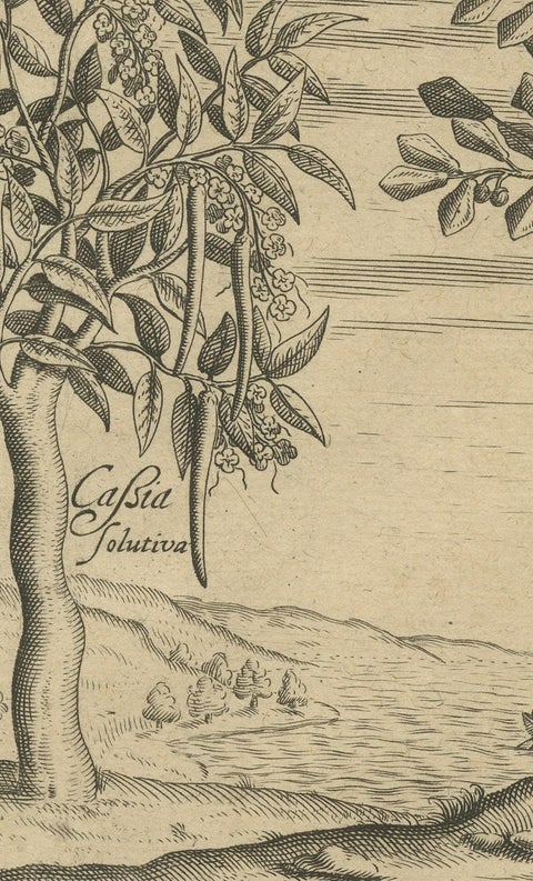 Spices of the Tropics: Cinnamon and Cassia in De Bry's 1601 Illustration, close-up 2