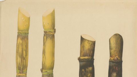 Antique Sugarcane Chromolithograph, Teboe Koening and Teboe Batoeng, Java 1892, close-up 4