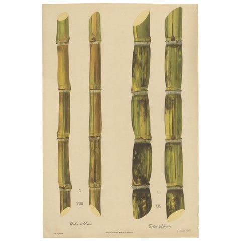 Antique Sugarcane Chromolithograph, Teboe Rotan and Teboe Alfoere, 1892