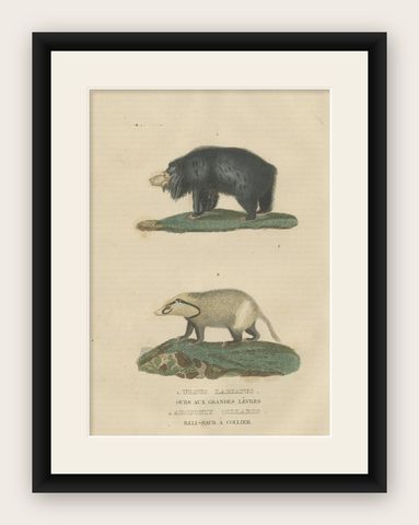 Old Hand-Colored Print of a Big Lipped Bear and Bali-Collared Soar or Hog Badger, shown framed