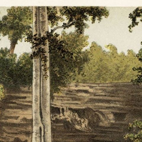 Antique Print of the Djati Forest or Teak Forest, Indonesia, 1888, close-up 1