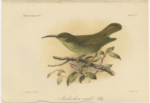 Antique Lithograph of Plain-colored Spiderhunter by Keulemans, Sumatra c.1887, view 2