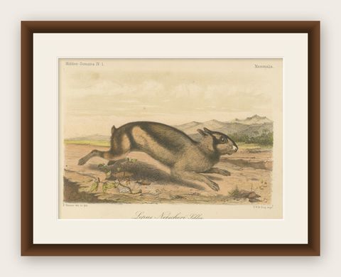 Sumatran Hare, Lepus Netscheri Schlegel, 19th Century Antique Lithograph, shown framed