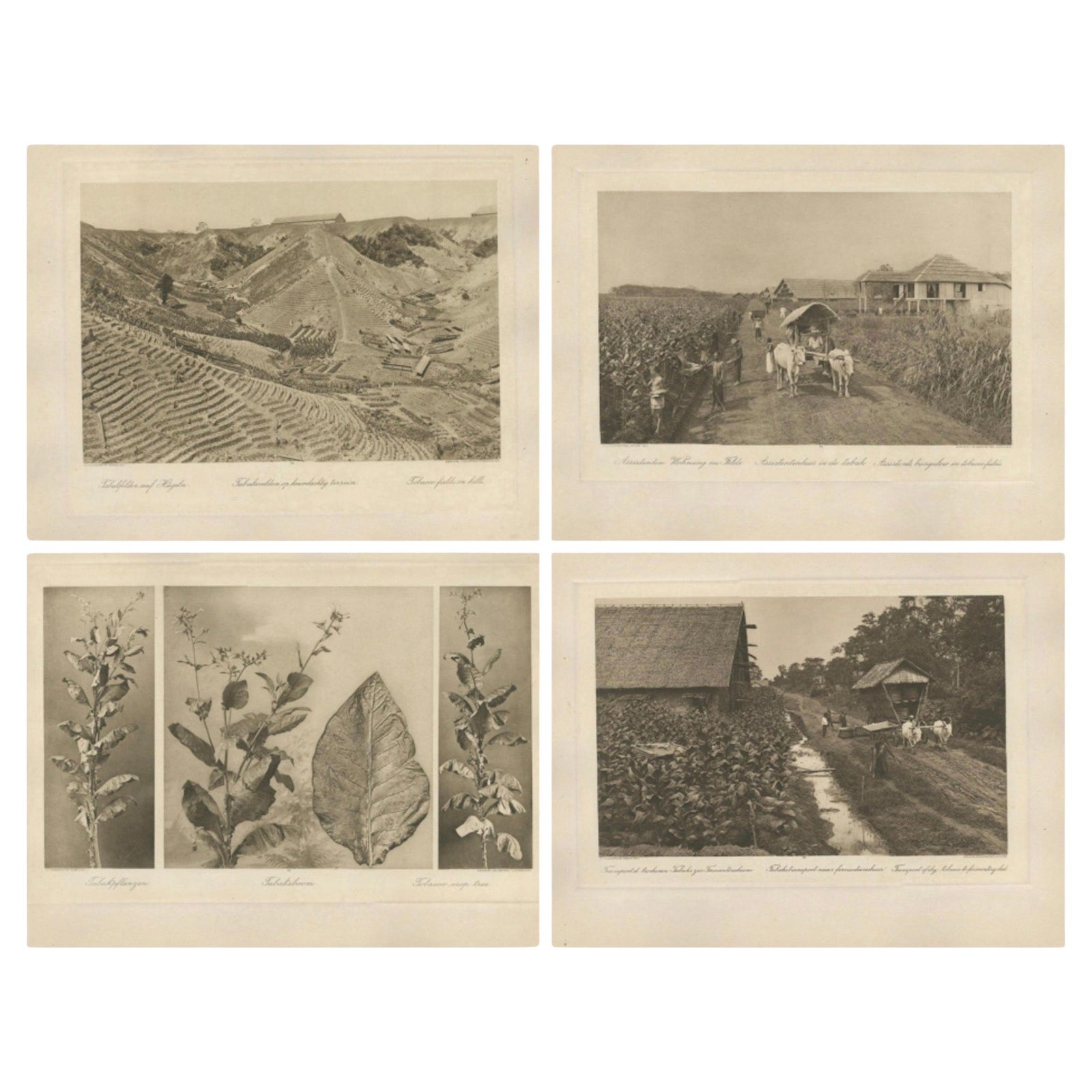 Set of 4 Tobacco Industry Photogravures, Sumatra’s O.K., C.J. Kleingrothe, 1910