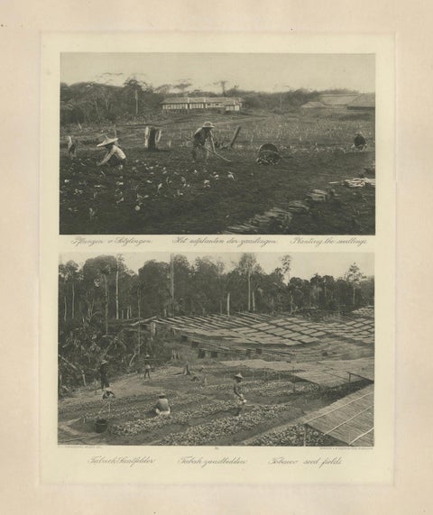 Tobacco Seed Fields, Deli Region, Sumatra, Dutch East Indies, c.1910, close-up 1