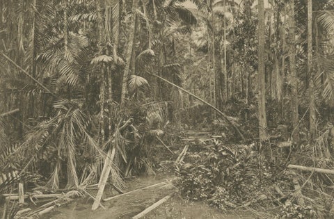 Aboeng Jungle, Sumatra, Antique Photogravure by C.J. Kleingrothe c.1900, close-up 2