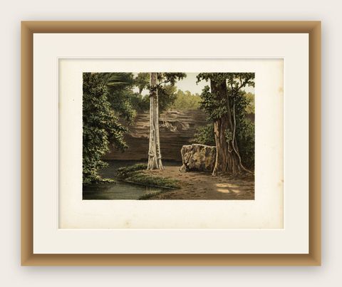 Antique Print of the Djati Forest or Teak Forest, Indonesia, 1888, shown framed