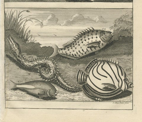 Antique Print of Fish Species 'No. 468' by Valentijn, 1726, view 4