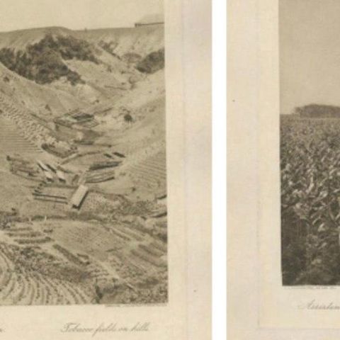 Set of 4 Tobacco Industry Photogravures, Sumatra’s O.K., C.J. Kleingrothe, 1910, close-up 2