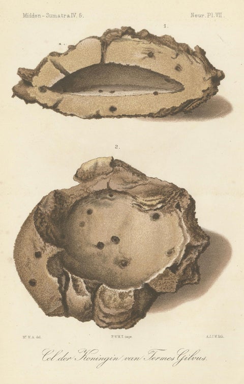 Antique Lithographs of Termite Queen Cells, Termes Gibus, Sumatra c.1887, close-up 1