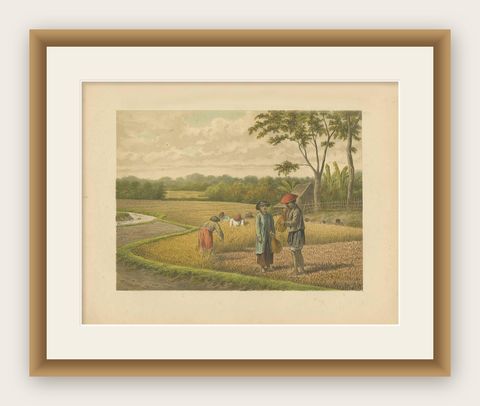 Antique Print of a Rice Field on Java by M.T.H. Perelaer, 1888, shown framed