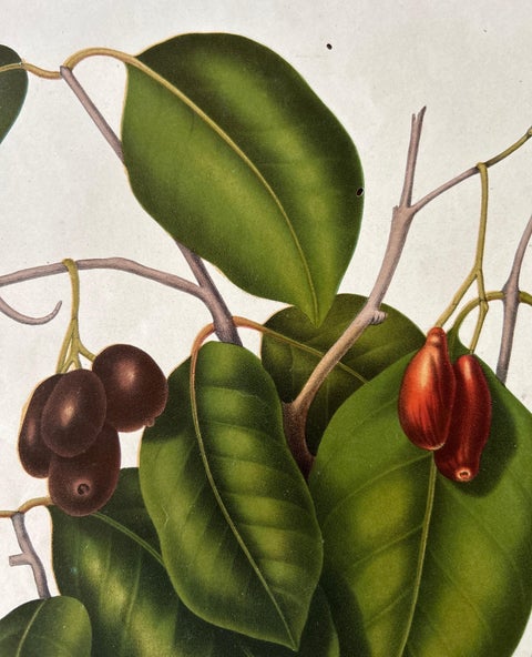 Sizygium Jambolanum, Java Plum Botanical Lithograph c.1863, view 7