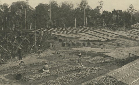 Tobacco Seed Fields, Deli Region, Sumatra, Dutch East Indies, c.1910, close-up 5