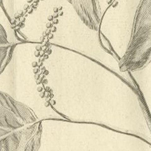 Antique Print of a Pepper Branch, 1739, close-up 2