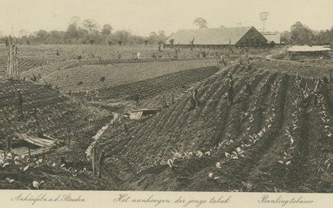 Sumatra Tobacco Cultivation & Drying Barns, Deli Estates Photographic Pair 1910, close-up 2