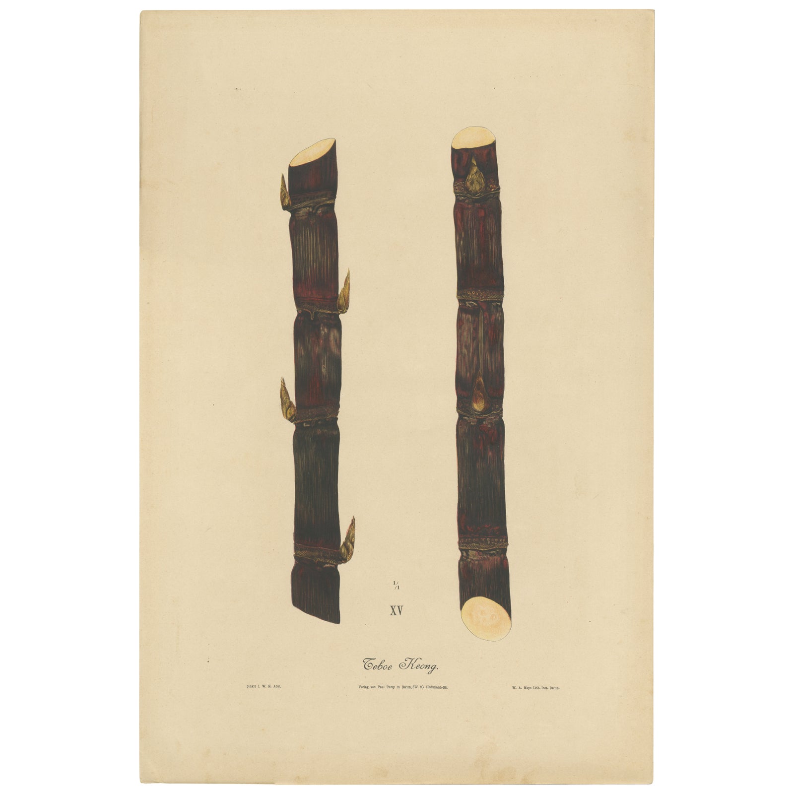 Antique Sugarcane Chromolithograph, Teboe Keong, Java 1892
