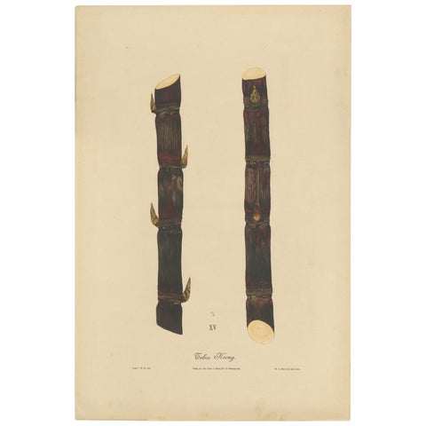 Antique Sugarcane Chromolithograph, Teboe Keong, Java 1892