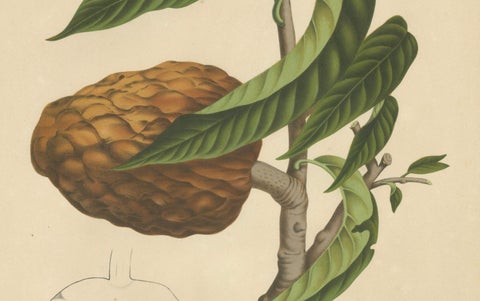 Antique Bullock's Heart Botanical Chromolithograph by Hoola van Nooten, c. 1880, close-up 2