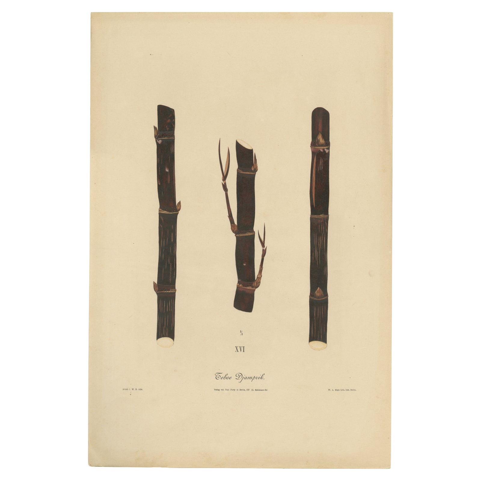 Antique Sugarcane Chromolithograph, Teboe Djampirik, Java 1892