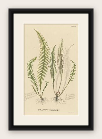 Beautifully Handcolored Lithograph of Ferns of Indonesia 'Polypodium', 1829, shown framed