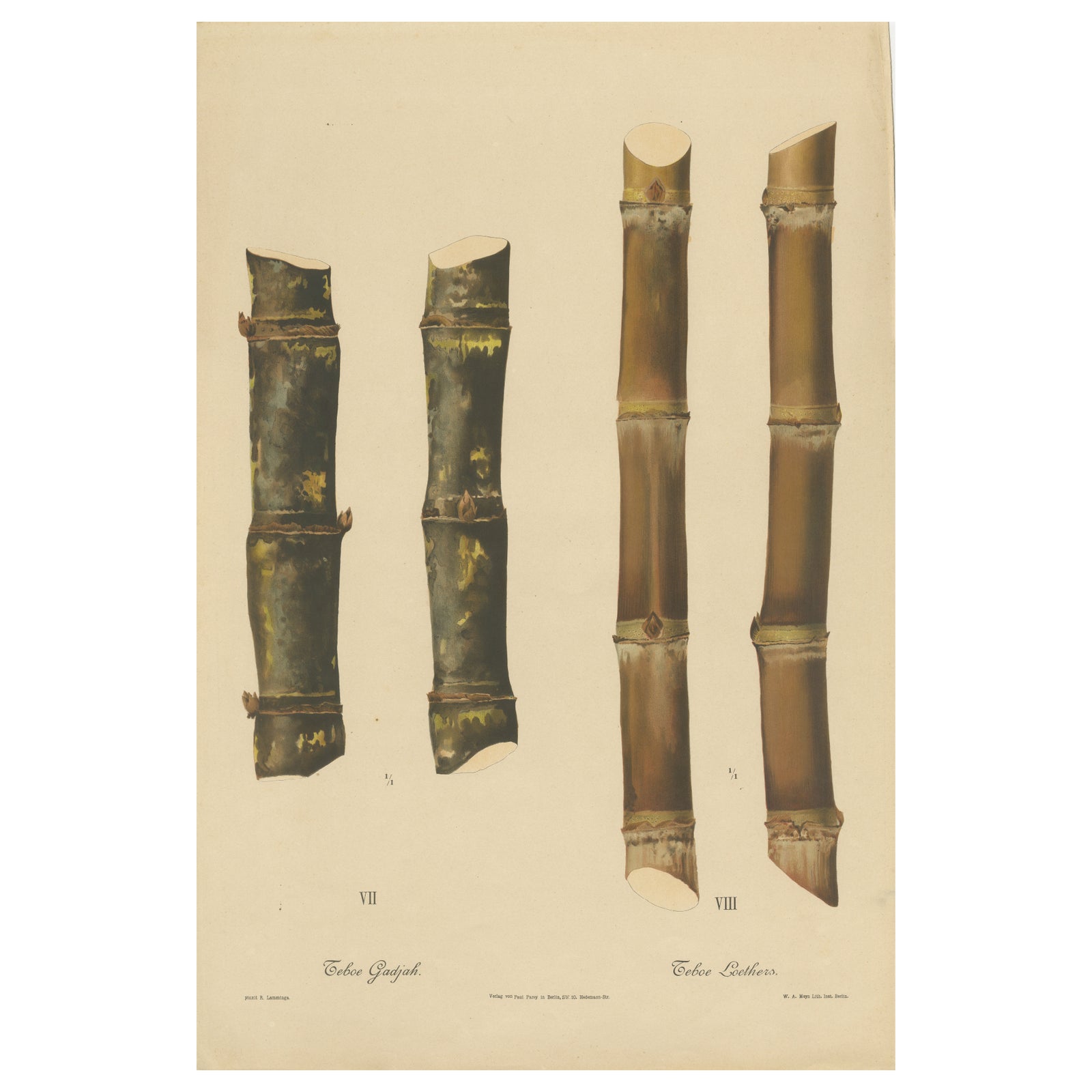Antique Sugarcane Chromolithograph, Teboe Gadjah and Teboe Boethers, 1892