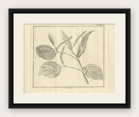 Antique Print of a Pepper Branch, 1739, shown framed