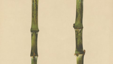 Antique Sugarcane Chromolithograph, Teboe Troeboe, Java 1892, close-up 2