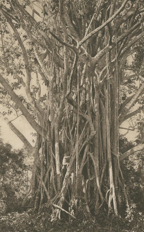 Pepper Plantation & Timber, Sumatra, Antique Kleingrothe Photogravure c.1900, close-up 1