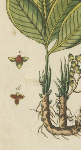 Zedoary and Grains of Paradise Spice Plants, Antique Bertuch Print, circa 1805, close-up 3