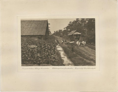 Set of 4 Tobacco Industry Photogravures, Sumatra’s O.K., C.J. Kleingrothe, 1910, view 5