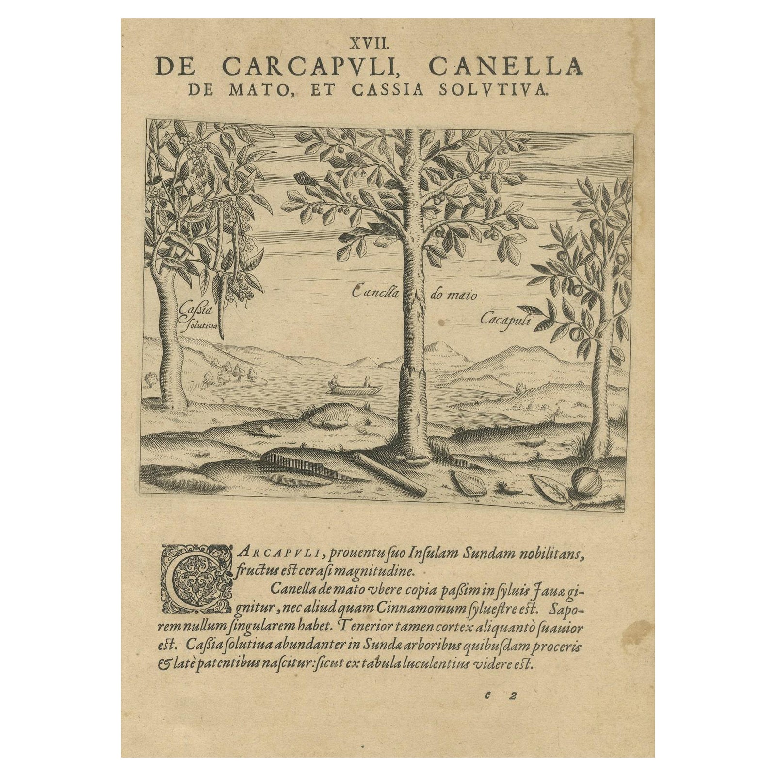 Spices of the Tropics: Cinnamon and Cassia in De Bry's 1601 Illustration