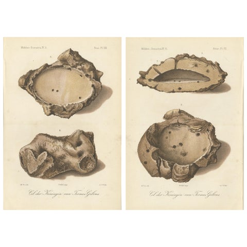 Antique Lithographs of Termite Queen Cells, Termes Gibus, Sumatra c.1887