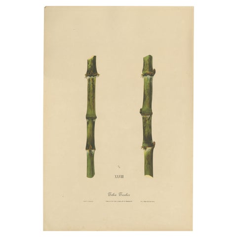 Antique Sugarcane Chromolithograph, Teboe Troeboe, Java 1892
