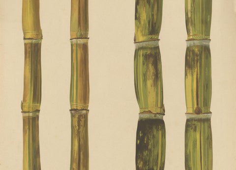 Antique Sugarcane Chromolithograph, Teboe Rotan and Teboe Alfoere, 1892, close-up 2